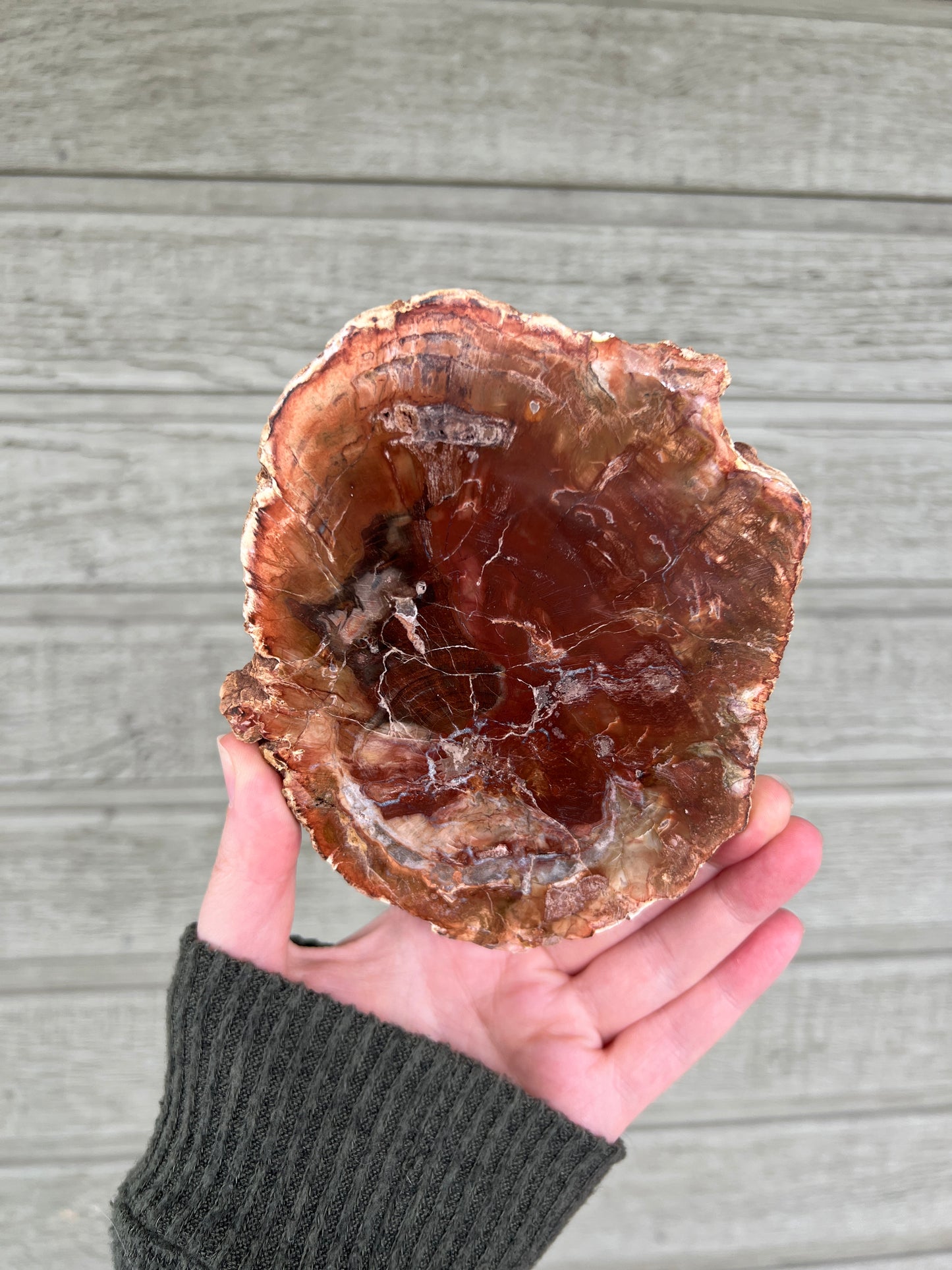 Petrified Wood Slab