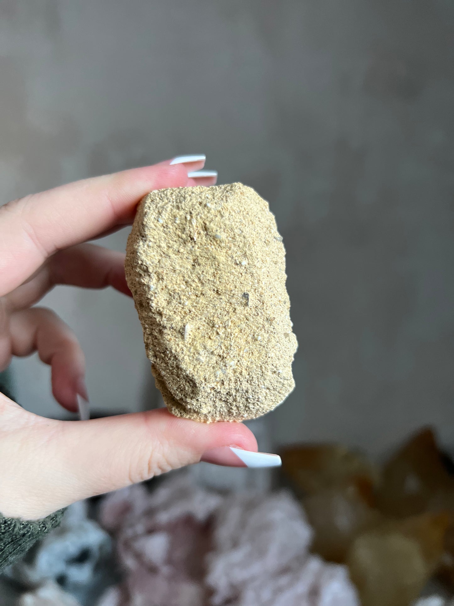 Fossil Turritella