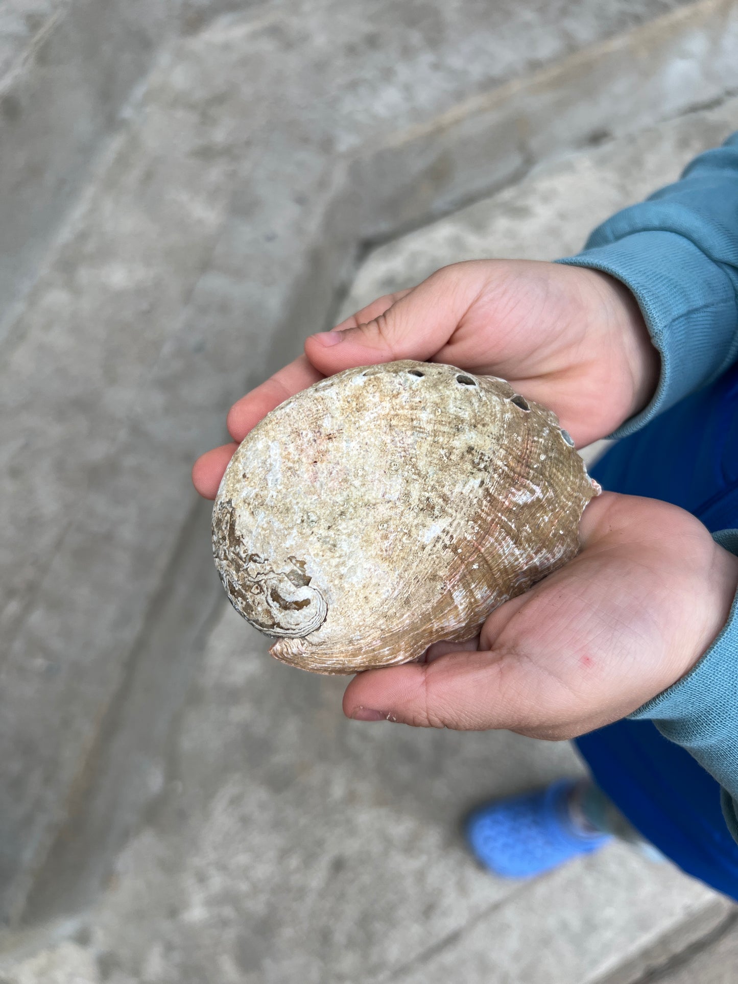 Abalone Shell