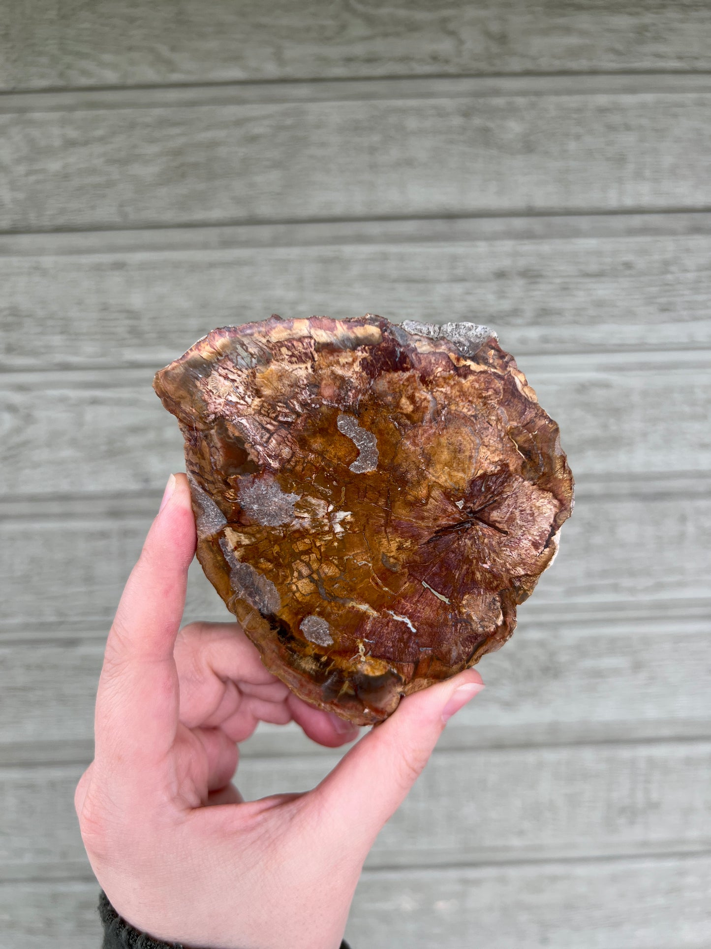 Petrified Wood Slab