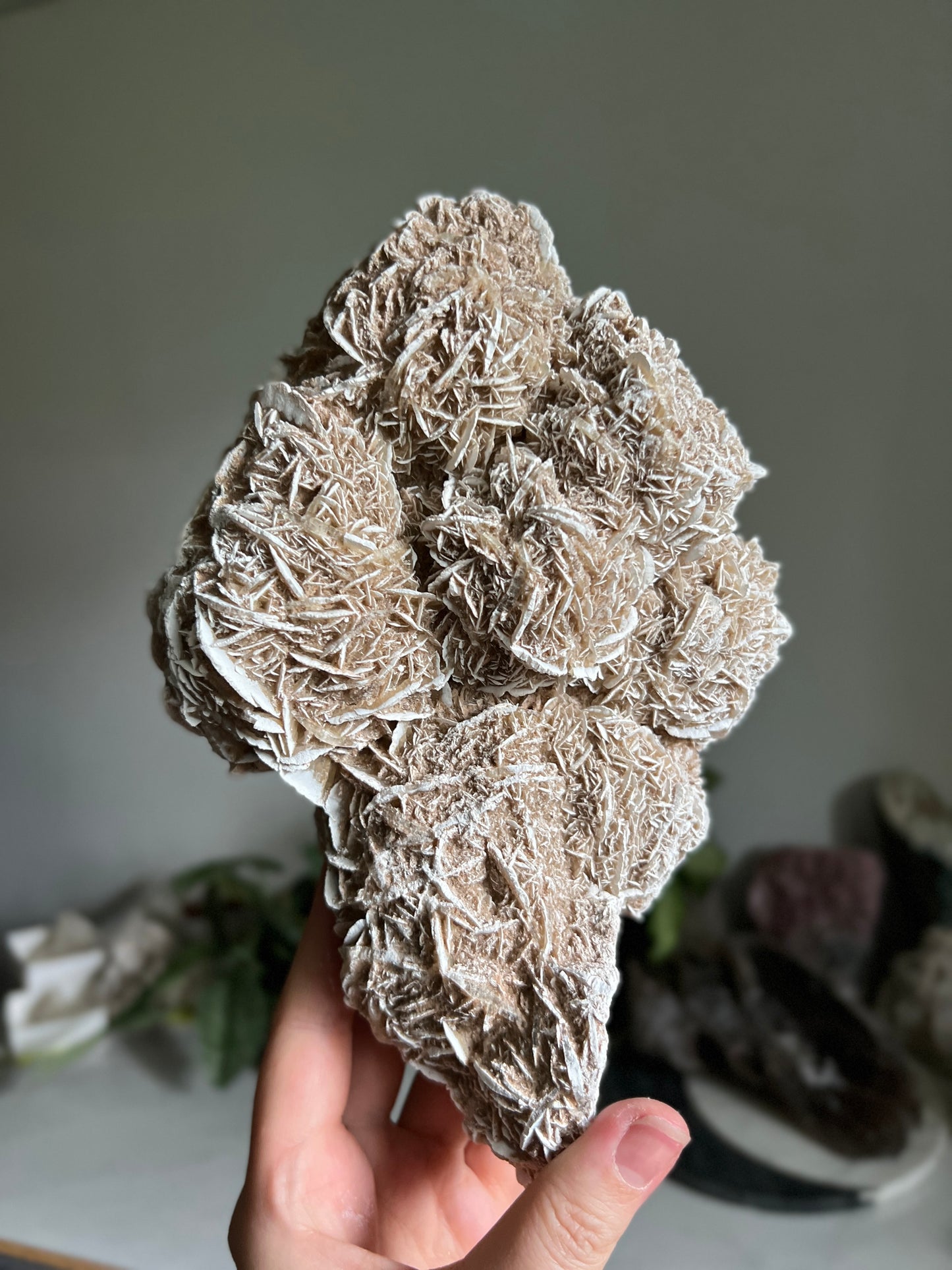 Desert Rose