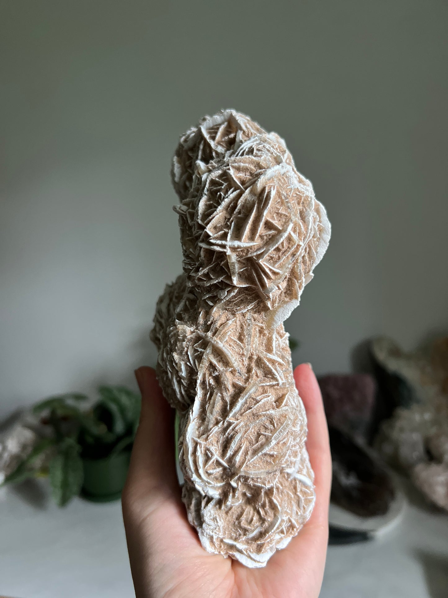 Desert Rose