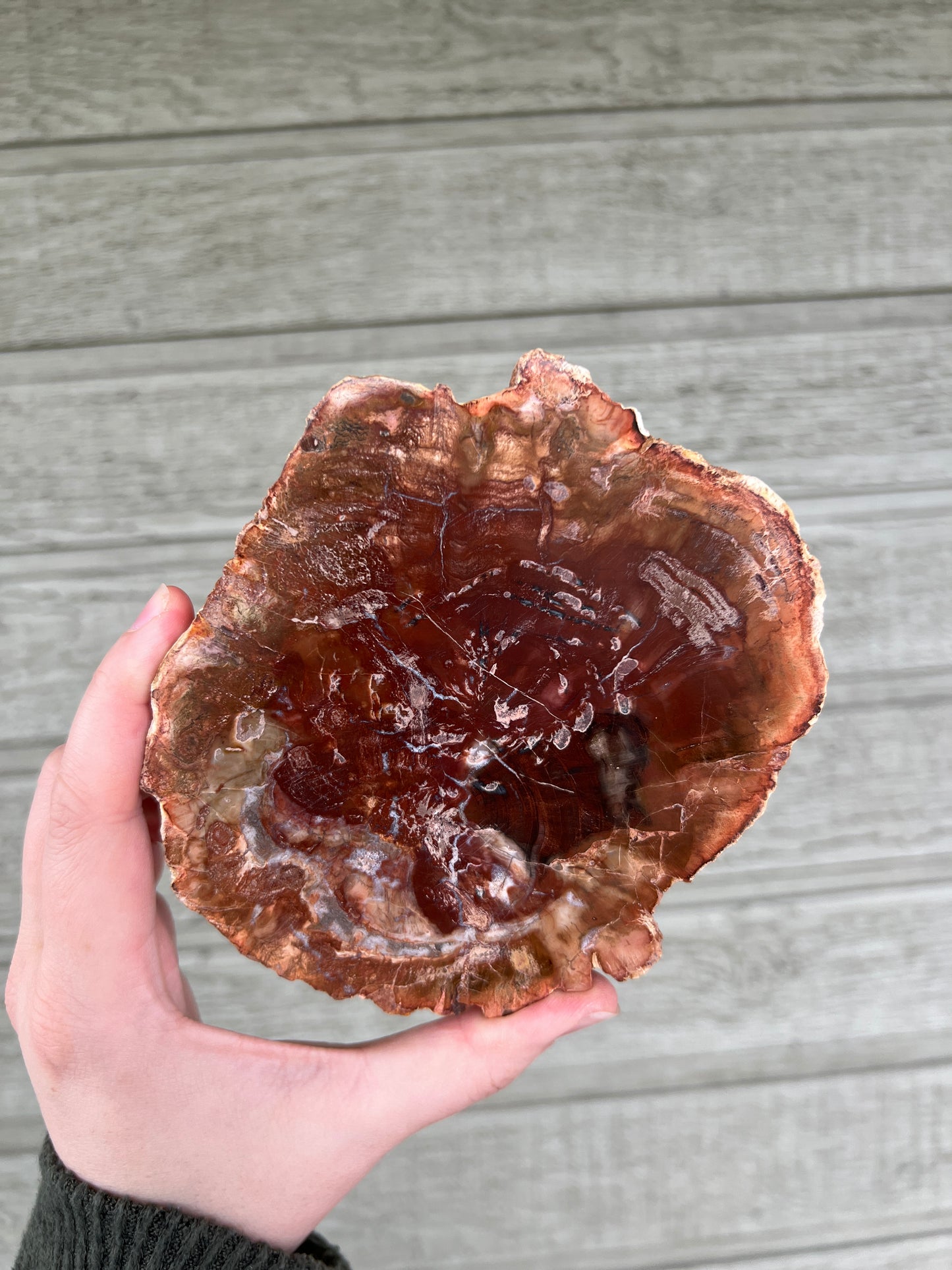 Petrified Wood Slab