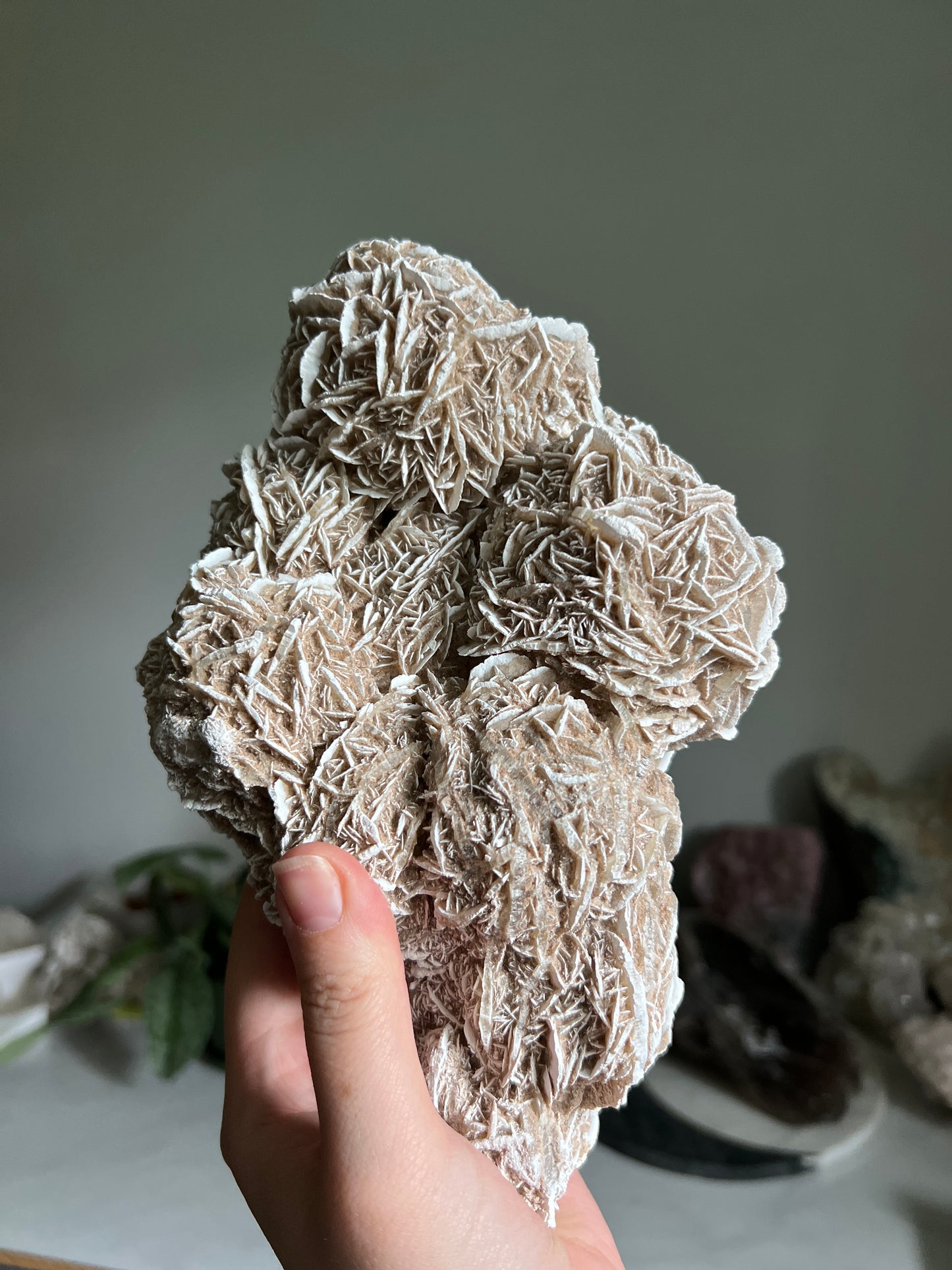 Desert Rose