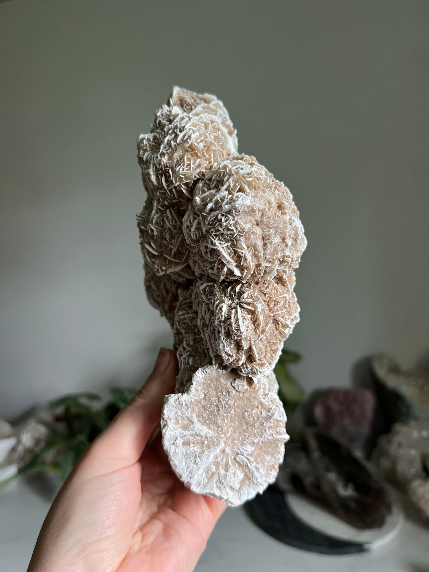 Desert Rose