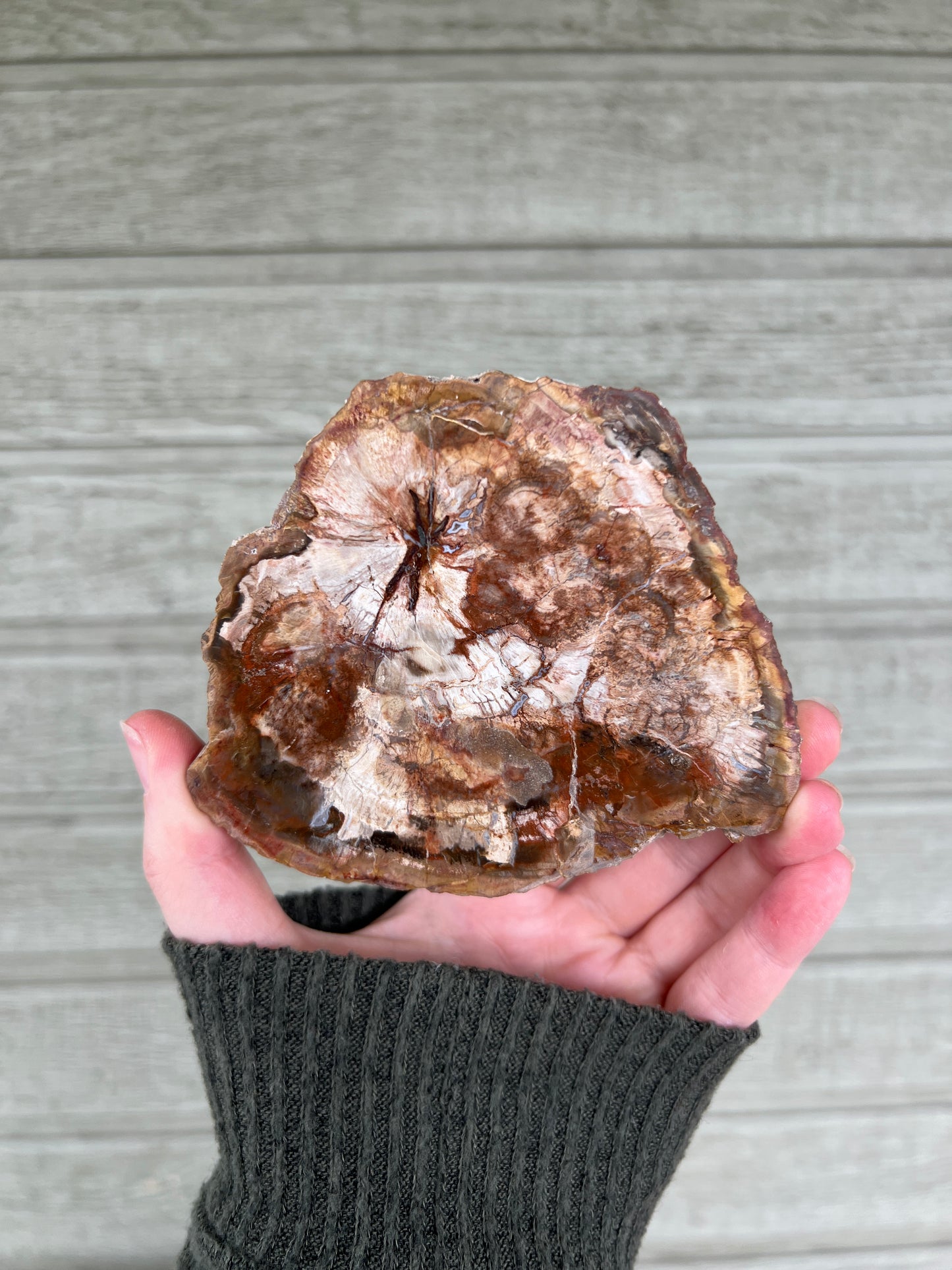 Petrified Wood Slab