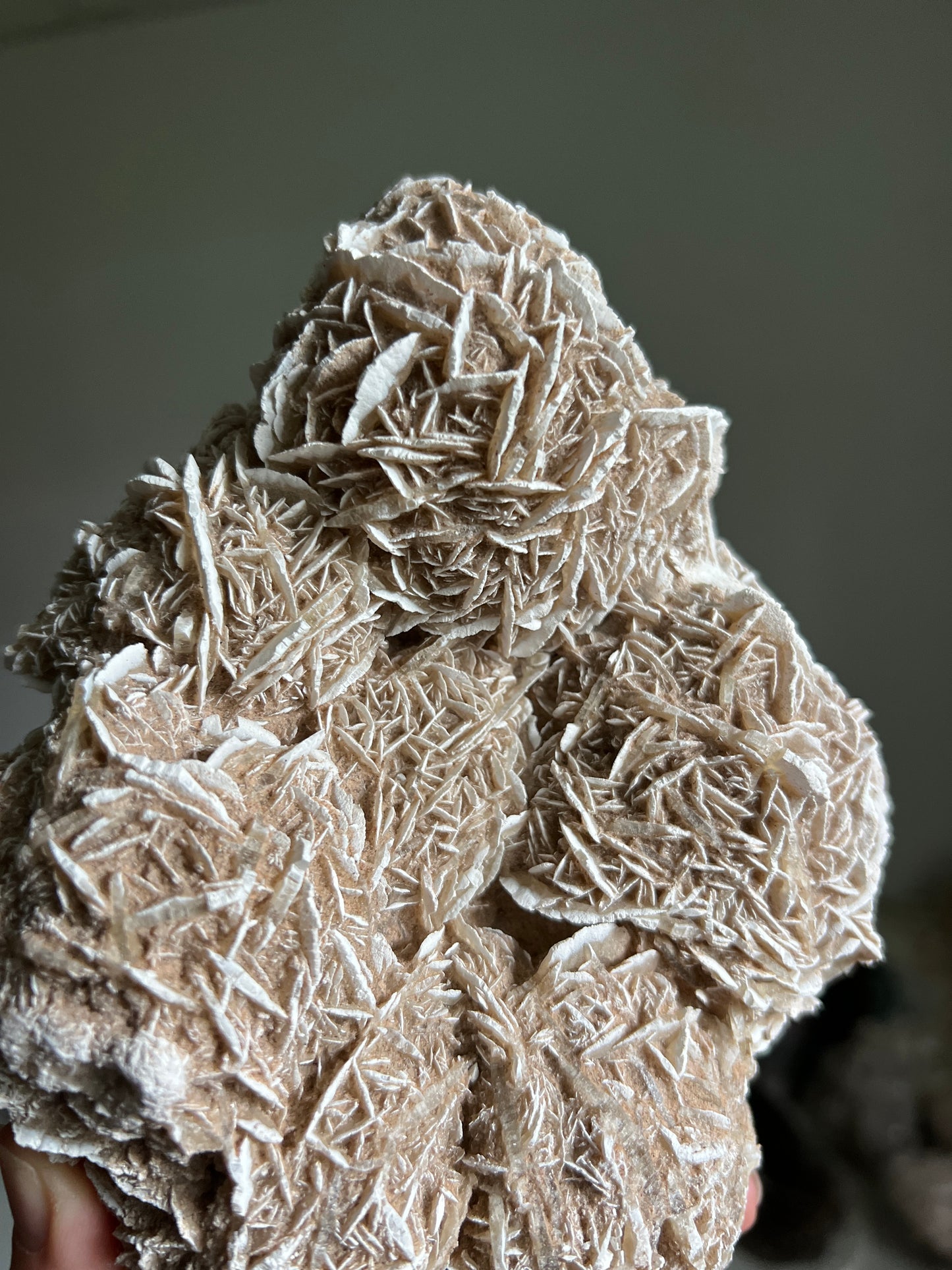 Desert Rose