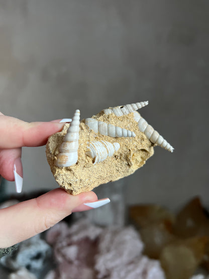 Fossil Turritella