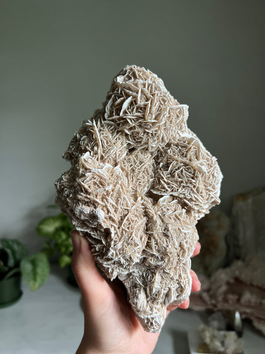 Desert Rose