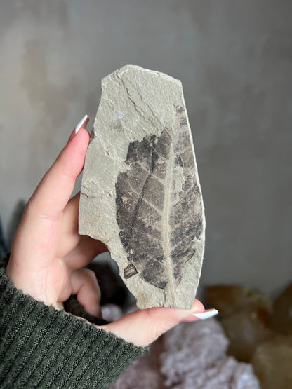 Fossilized Leaf