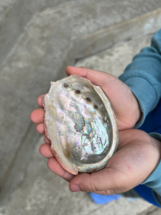 Abalone Shell