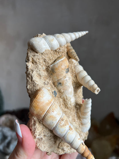 Fossil Turritella