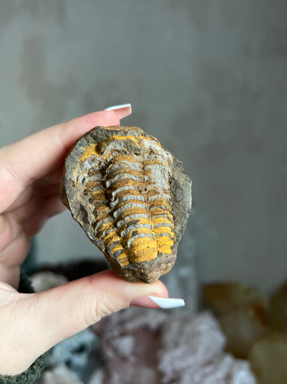 Trilobite Pair